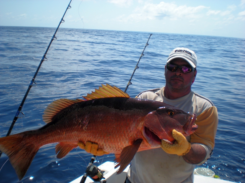 a_snapper_1294