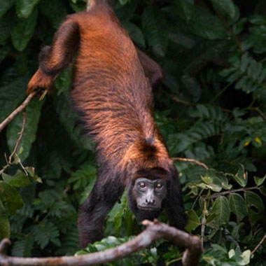 animal_sanctuary_panama Alouatta Sanctuary in Panama.