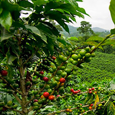 coffee_farm_panama Coffee Farm in Panama.