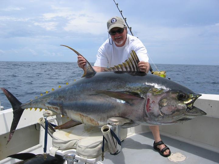 huge yellowfin tuna