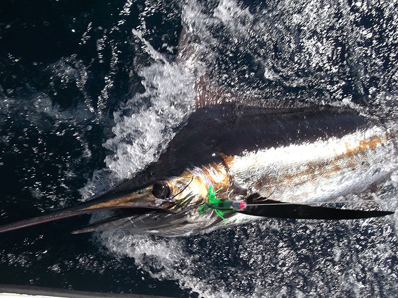 Offshore Marlin Panama Offshore Marlin Panama