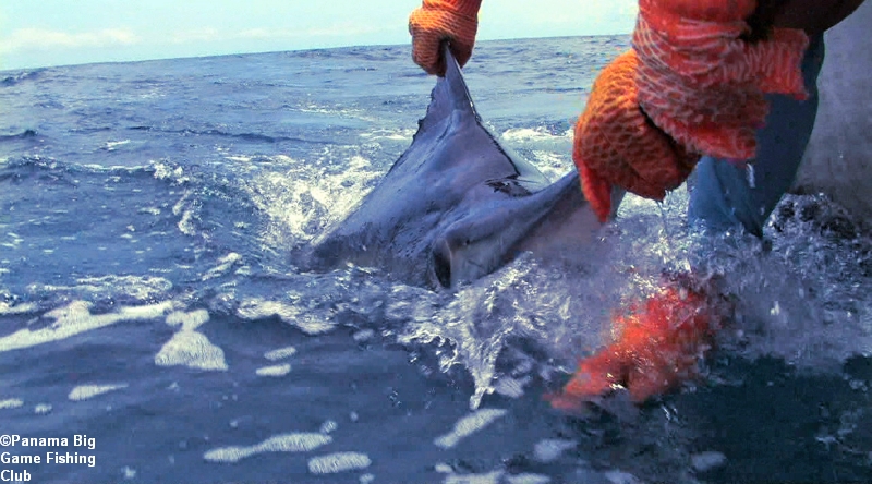 panama-fishing-photos05