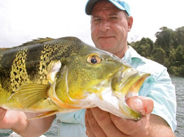 peacock_bass_2 Peacock Bass Panama