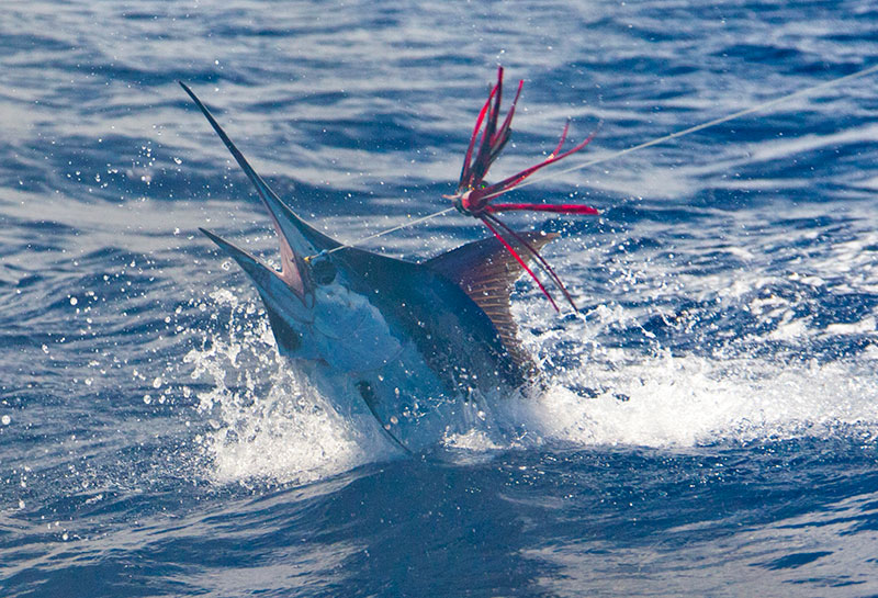 Yellowfin in Panama Yellowfin in Panama