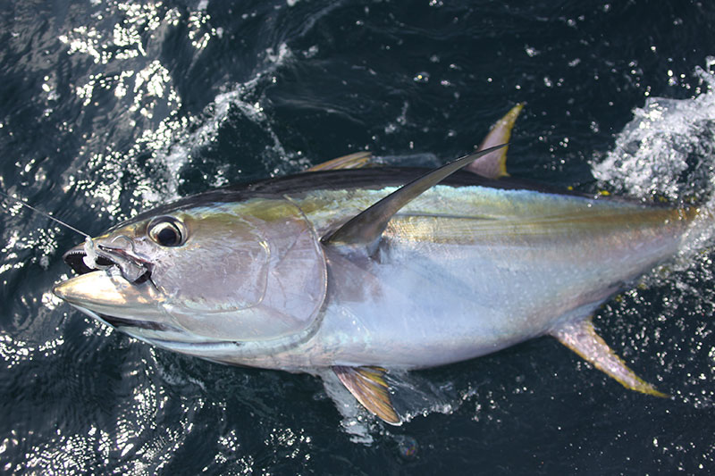 Yellowfin Tuna catch in Panama Yellowfin Tuna catch in Panama